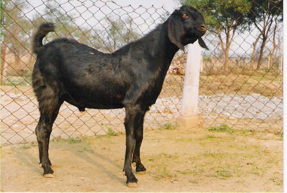 Beetal-Goat-buck.jpeg