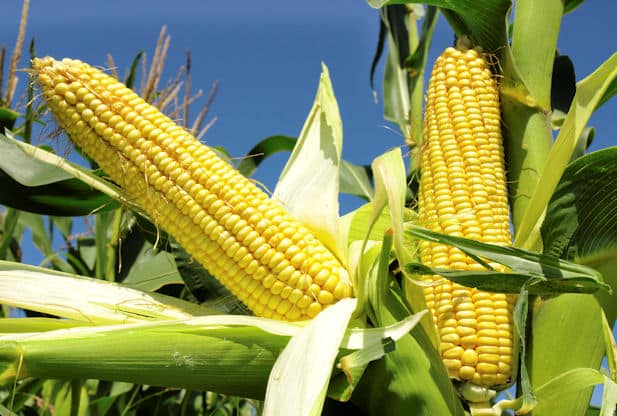 Image result for maize