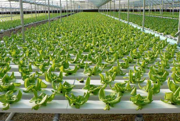 Hydroponic business plan