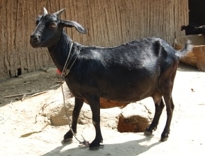 http://agrifarming.in/wp-content/uploads/2015/09/Black-Bengal-Goat-Breed.jpg