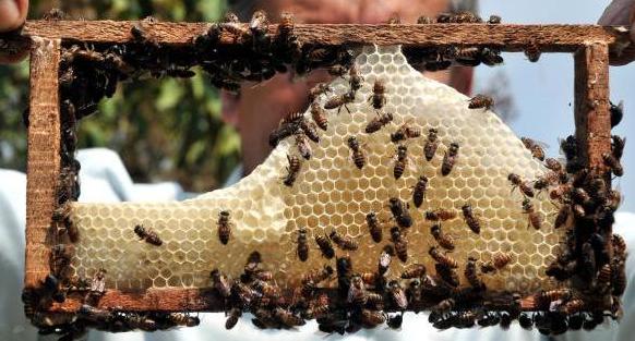 Beekeeping business plan