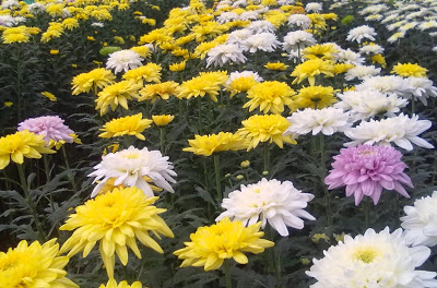 Chrysanthemum Cultivation Information Guide  Agrifarming.in