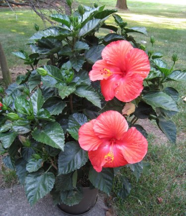 How do you plant hibiscus?