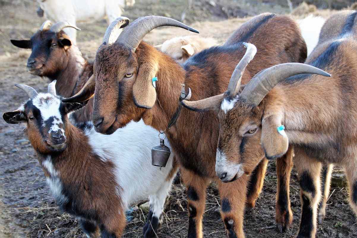 Goat Farming For Dummies Basics Ideas And Tips Agri Farming