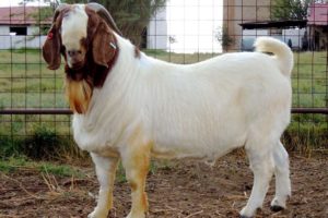 Meat Goat farming information Guide in India | Agri Farming