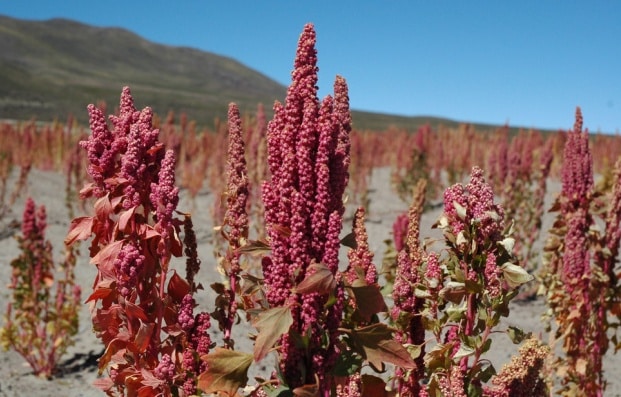 Quinoa Farming Information Guide For Beginners | Agri Farming