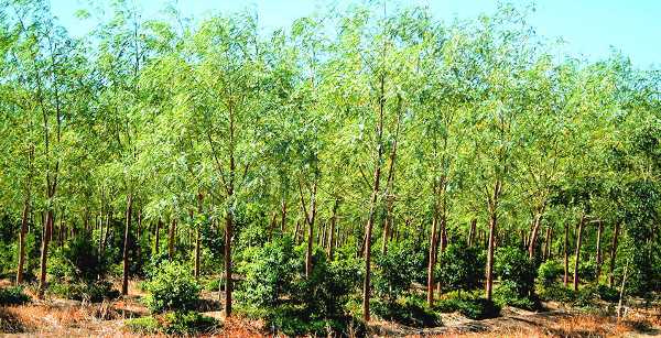 How To Get Licence For Sandalwood Plantation - lasopatrendy