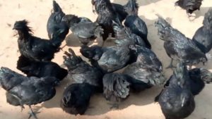 kadaknath poultry farming business plan