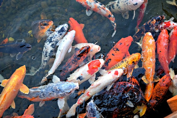 ornamental fish culture