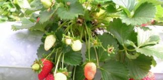 hydroponic strawberries production strawberry guide grow pdf tag