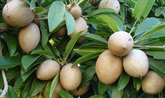 chikoo fruit in usa
