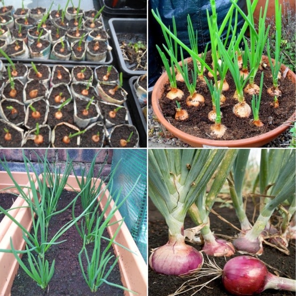 How to Properly Grow Onions in a Container