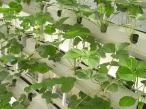 strawberry seedlings for hydroponics