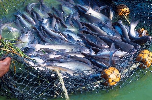 a business plan on fish farming