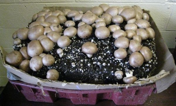 https://www.agrifarming.in/wp-content/uploads/2018/07/Growing-Mushrooms-In-Containers-Pic-source-Pintrest..jpg