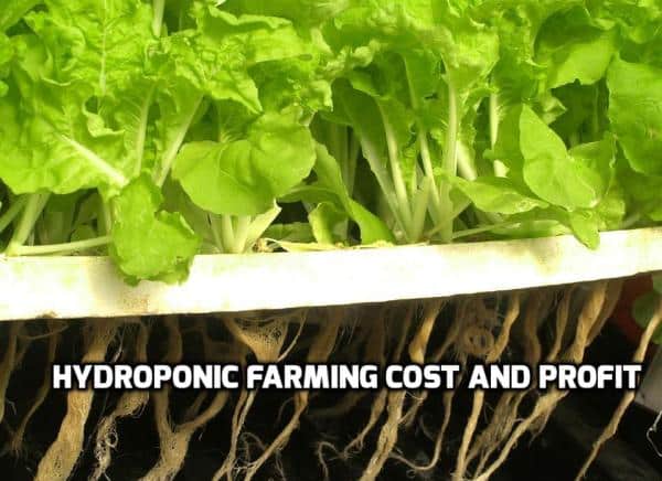 hydroponic farming at home download