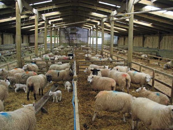 sheep shed plans