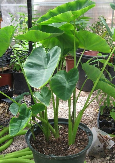 Growing Taro In Containers, Pots, and Backyards | Agri Farming