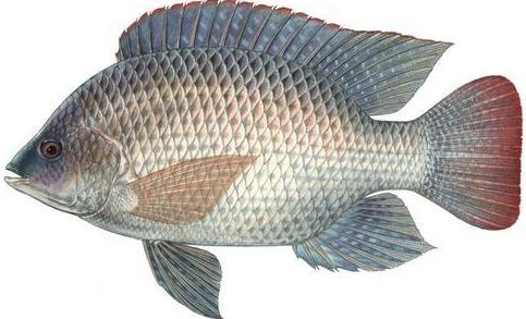 Tilapia Fish.