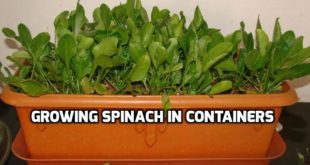 tower garden spinach seedlings for sale