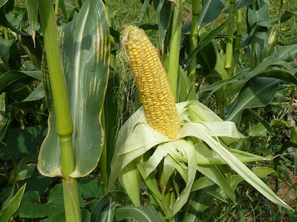 Scope and Importance of Maize.