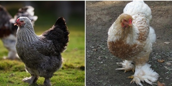 Breed Profile: Brahma Chicken - Backyard Poultry