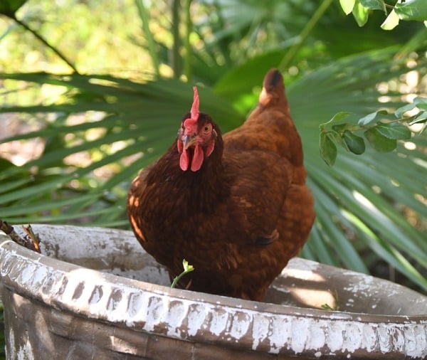 Rhode Island Chicken Facts Profile And Characteristics Agri Farming