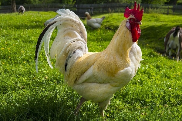 poultry farming business plan excel
