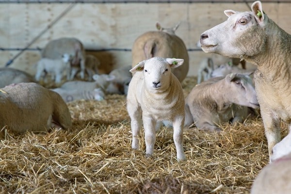 central sheep breeding farm