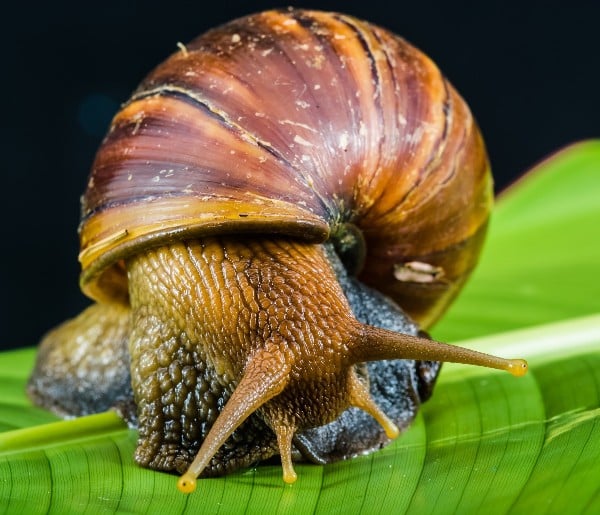 snail farming business plan download