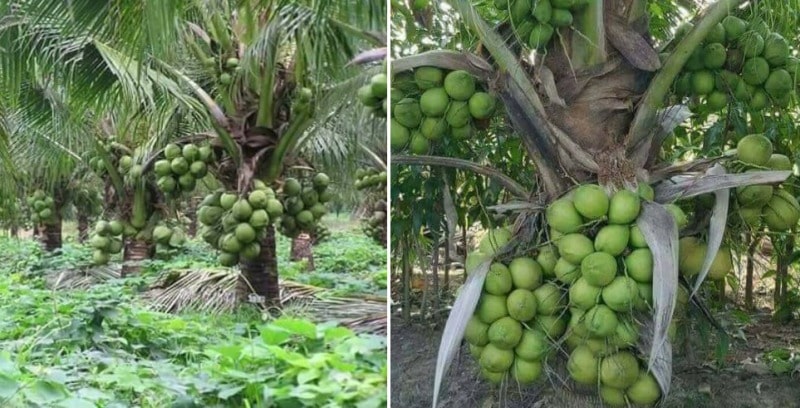 Hybrid Coconut Cultivation; Yield; Varieties for Profit | Agri Farming