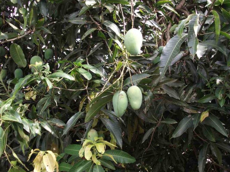 Mango Cultivation Income, Project report, Yield, Profits | Agri Farming