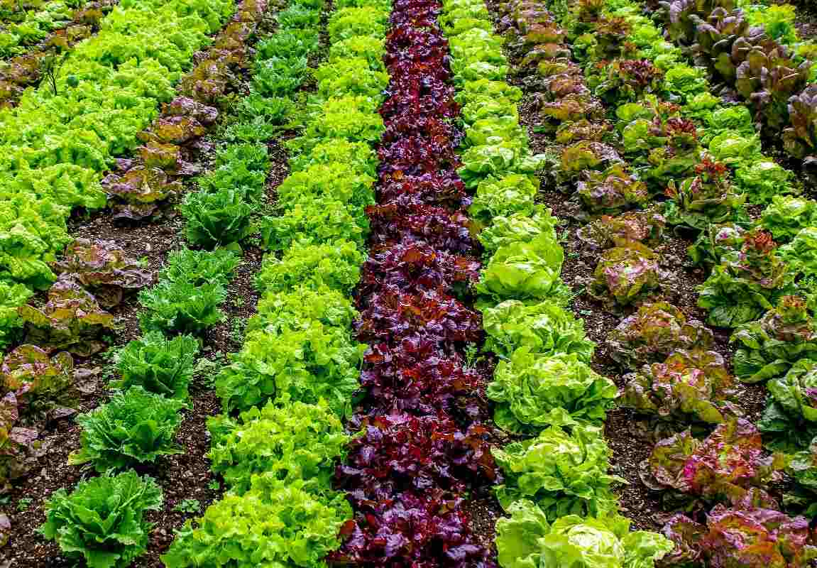 vegetable farming business plan in india