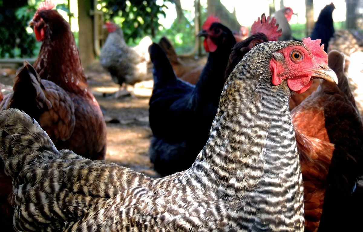 Poultry License in India, Poultry Permission, Guidelines