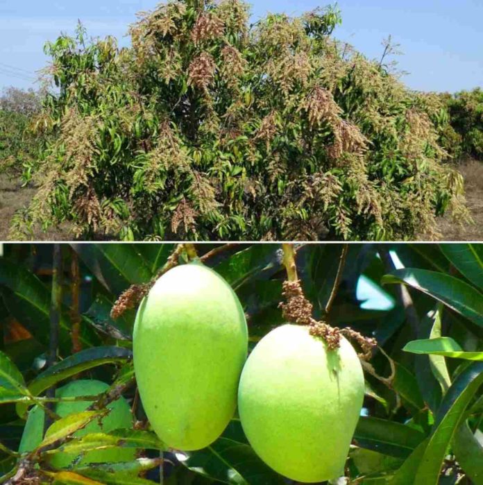 Mango Flower and Fruit Drop, Causes, Control Methods | Agri Farming