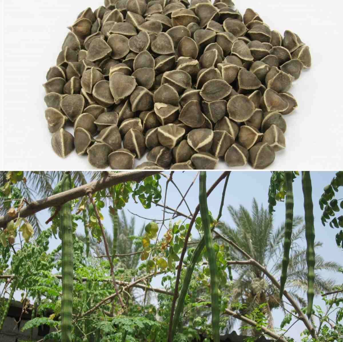 Moringa Seeds For Planting