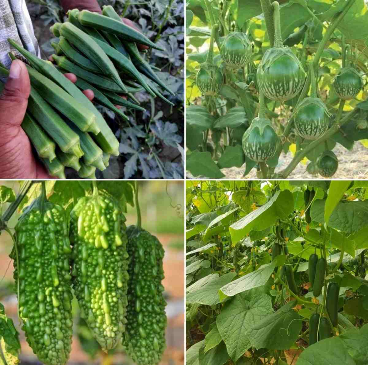 vegetable farming business plan in kenya