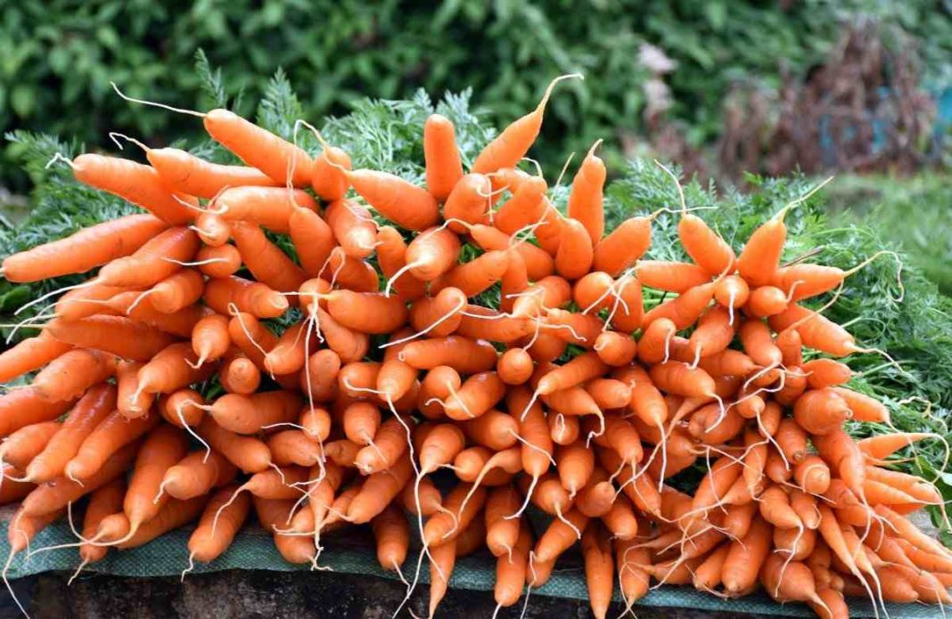 golden carrot farm all the mods