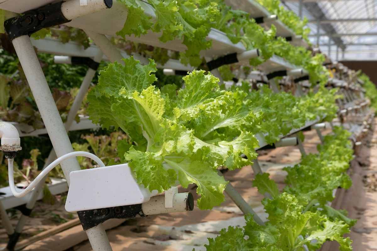 download hydroponic farming at home for free