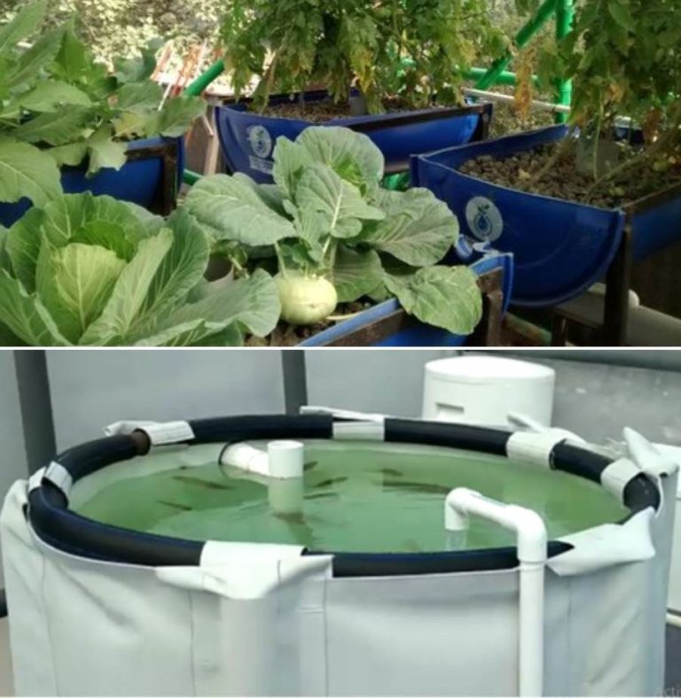 aquaponic farming business plan in india