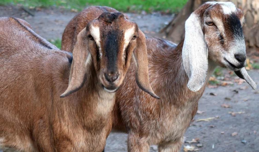 Goat Farm Business Plan in India - a Full Guide | Agri Farming