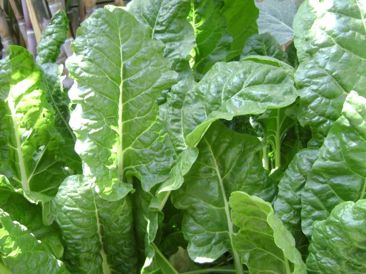 Hydroponic Spinach Farming, Growing Tips | Agri Farming