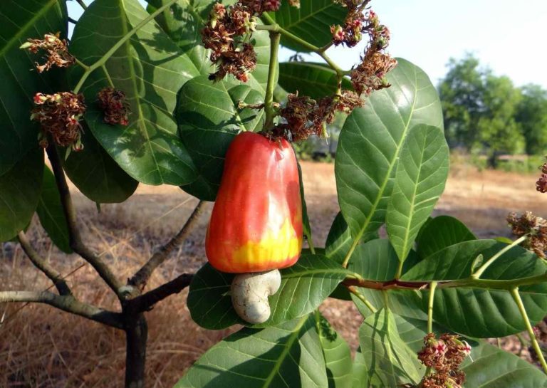 cashew plant photos