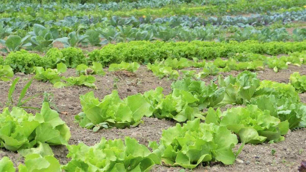 vegetable farming business plan in india