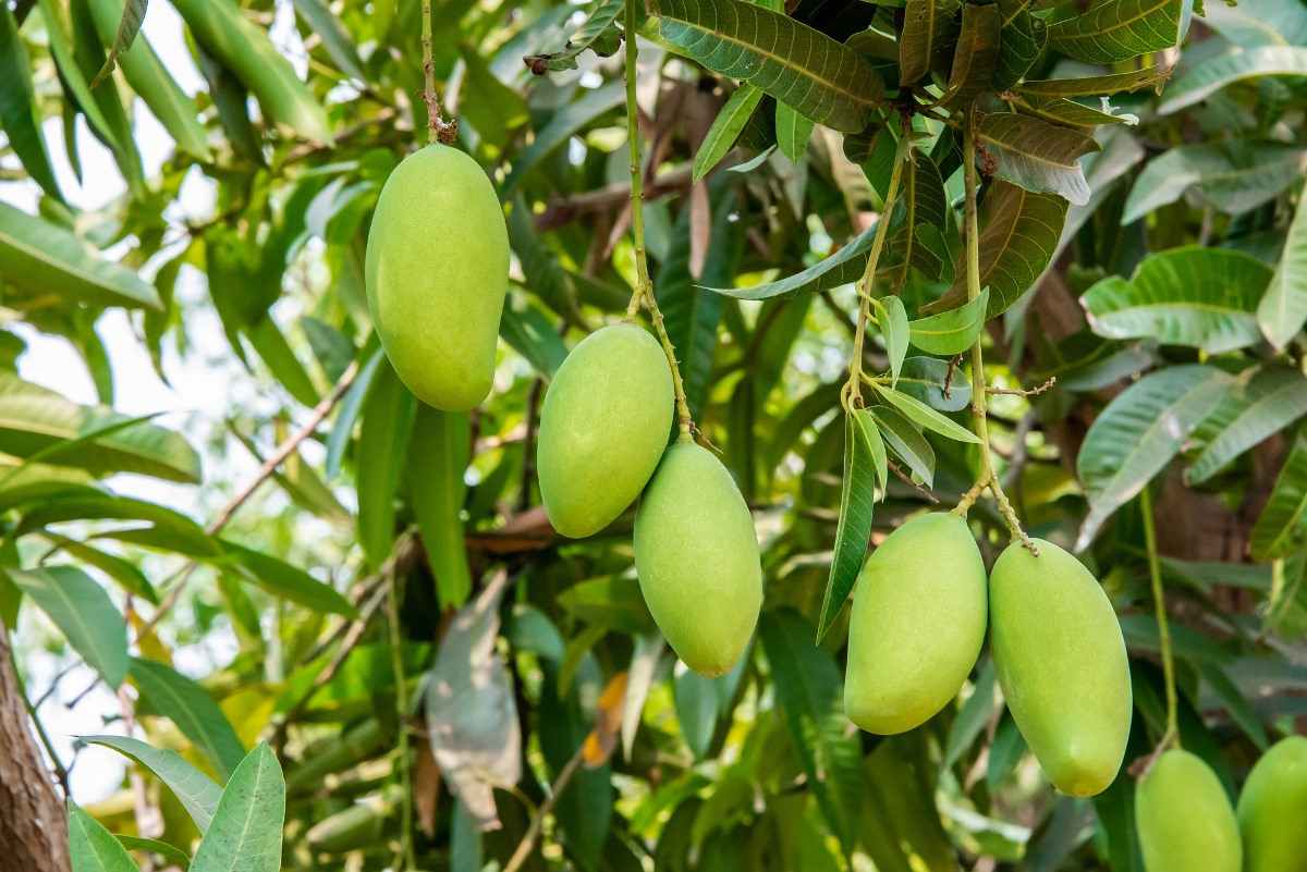 High Density Mango and Ultra High Density Plantation Per Acre, Yield In