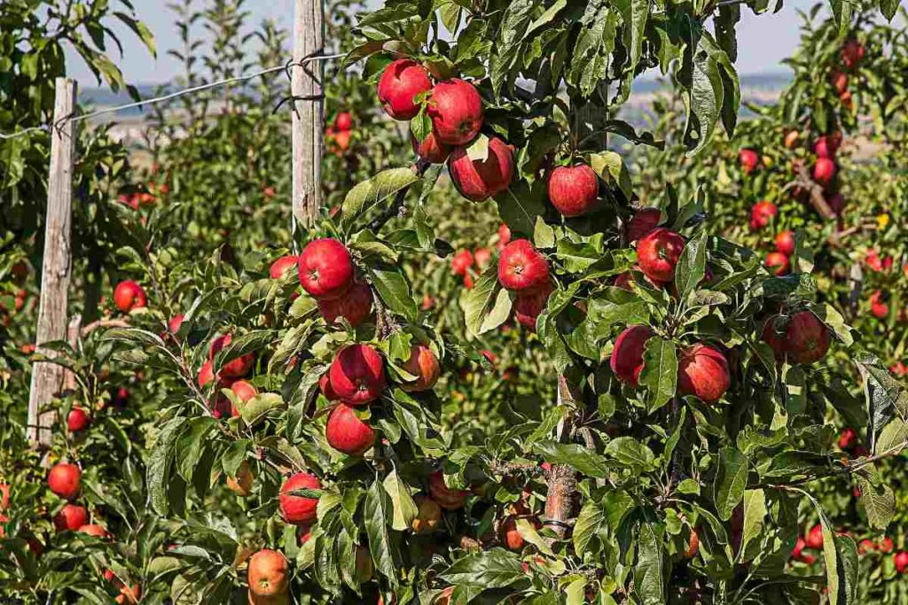 instal the last version for apple Farming 2020