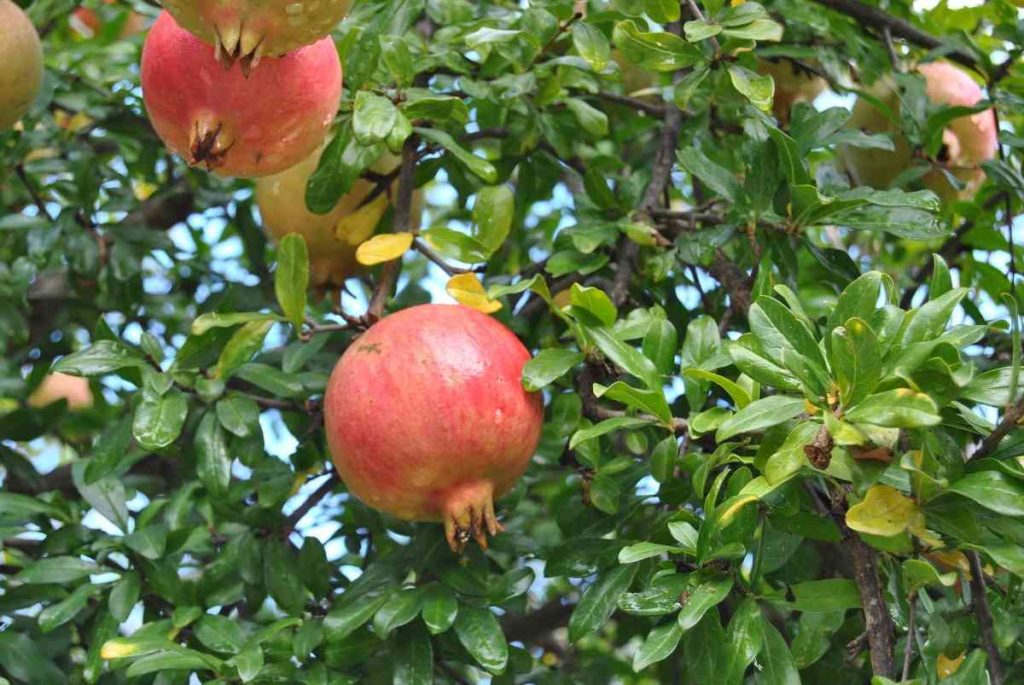 High Density Pomegranate Cultivation - In India | Agri Farming