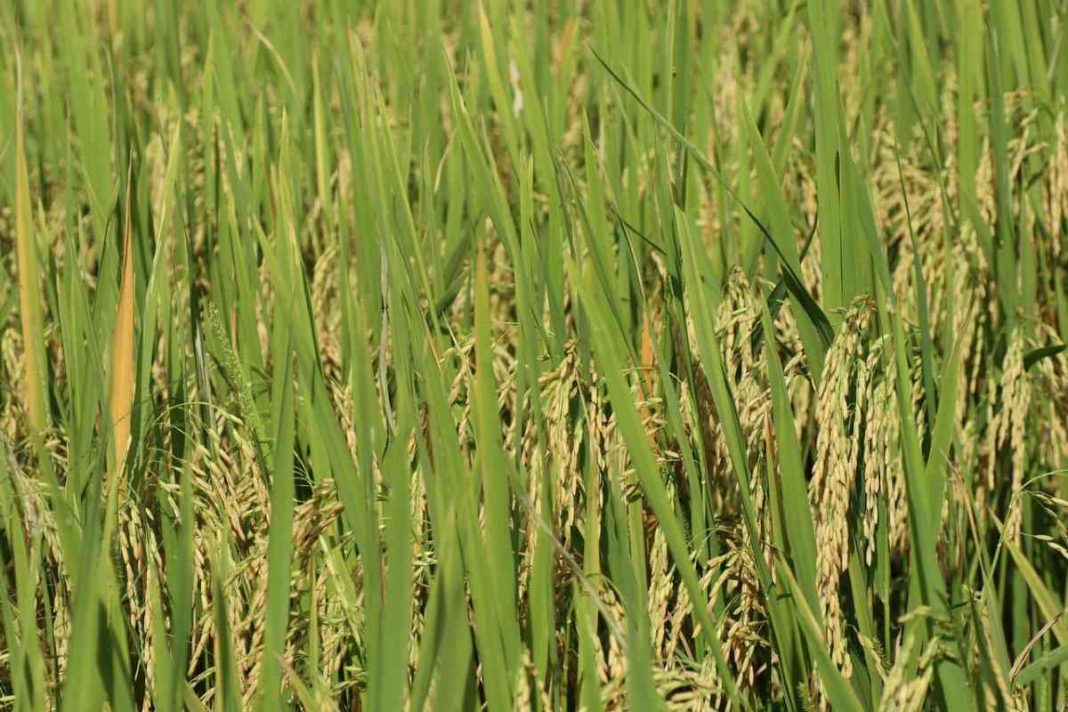 advantage of rice farming