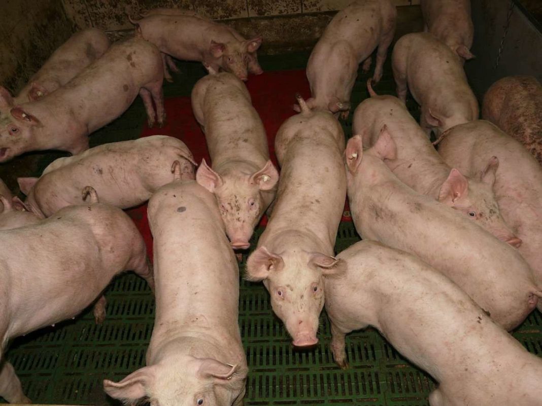 pig farming business plan in nepal