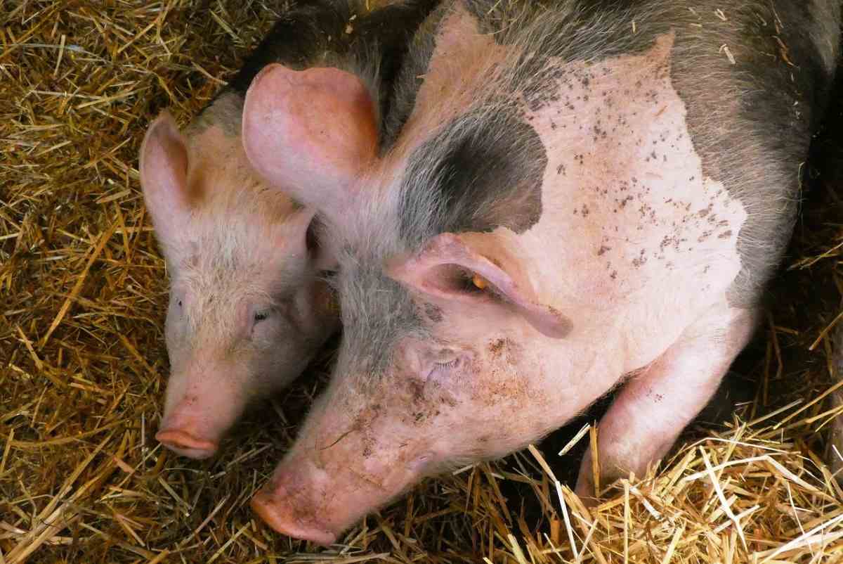 pig farming business plan in india